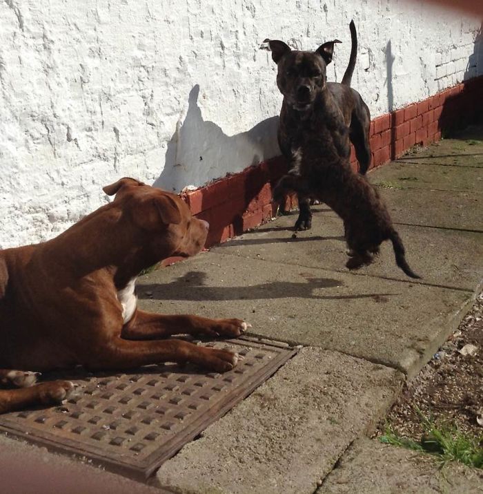 Pet Owners Who Have 3 Or More Pets, Share Your Pics With Us Pet Owners Who Have 3 Or More Pets, Share Your Pics With Us