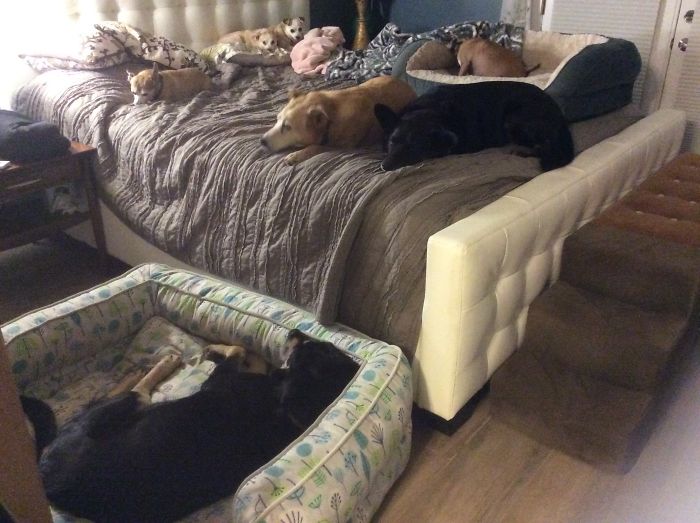 Pet Owners Who Have 3 Or More Pets, Share Your Pics With Us Pet Owners Who Have 3 Or More Pets, Share Your Pics With Us