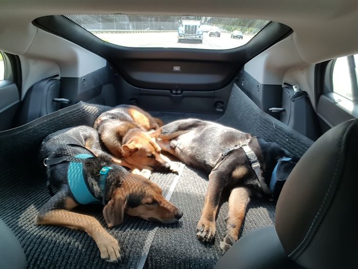 Pet Owners Who Have 3 Or More Pets, Share Your Pics With Us Pet Owners Who Have 3 Or More Pets, Share Your Pics With Us