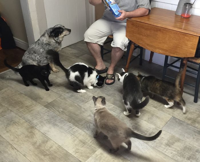 Pet Owners Who Have 3 Or More Pets, Share Your Pics With Us Pet Owners Who Have 3 Or More Pets, Share Your Pics With Us