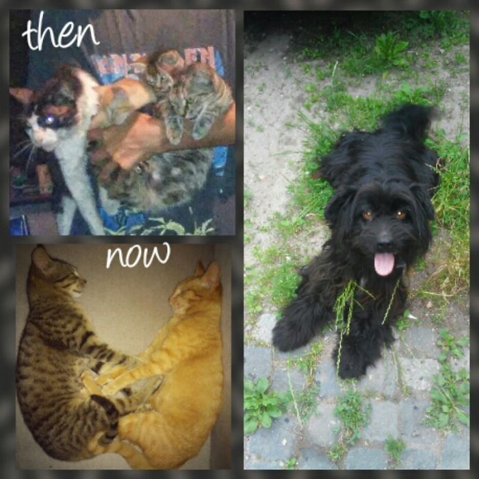 Pet Owners Who Have 3 Or More Pets, Share Your Pics With Us Pet Owners Who Have 3 Or More Pets, Share Your Pics With Us