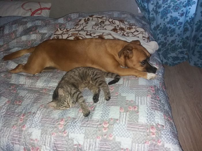 Pet Owners Who Have 3 Or More Pets, Share Your Pics With Us Pet Owners Who Have 3 Or More Pets, Share Your Pics With Us