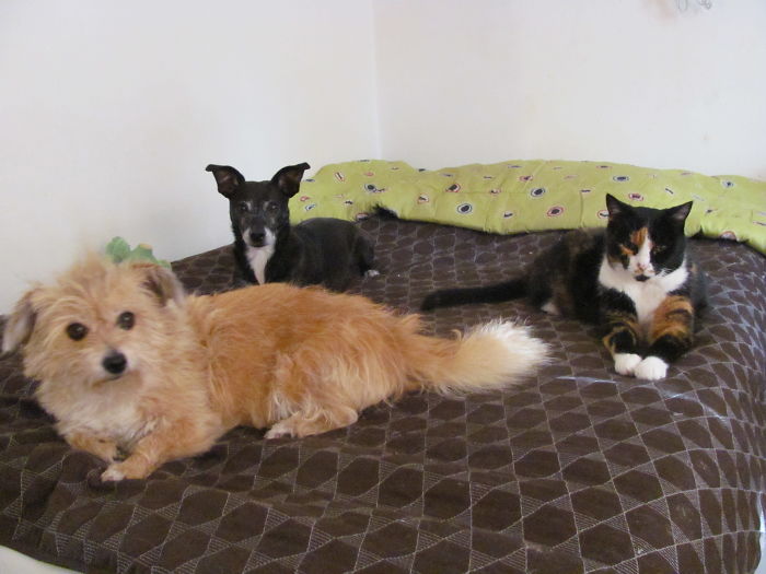 Pet Owners Who Have 3 Or More Pets, Share Your Pics With Us Pet Owners Who Have 3 Or More Pets, Share Your Pics With Us