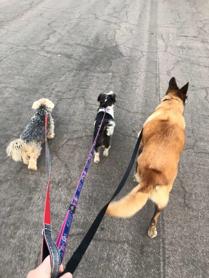 Pet Owners Who Have 3 Or More Pets, Share Your Pics With Us Pet Owners Who Have 3 Or More Pets, Share Your Pics With Us