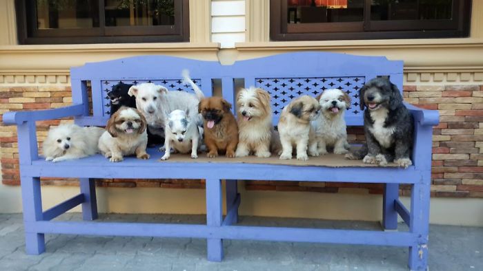 Pet Owners Who Have 3 Or More Pets, Share Your Pics With Us Pet Owners Who Have 3 Or More Pets, Share Your Pics With Us