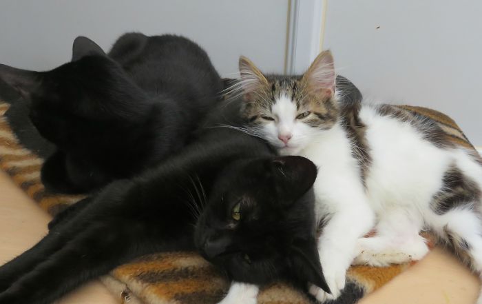 Pet Owners Who Have 3 Or More Pets, Share Your Pics With Us Pet Owners Who Have 3 Or More Pets, Share Your Pics With Us