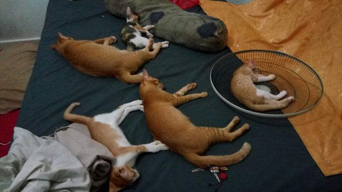 Pet Owners Who Have 3 Or More Pets, Share Your Pics With Us Pet Owners Who Have 3 Or More Pets, Share Your Pics With Us