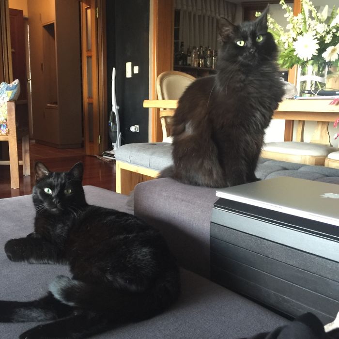 Pet Owners Who Have 3 Or More Pets, Share Your Pics With Us Pet Owners Who Have 3 Or More Pets, Share Your Pics With Us