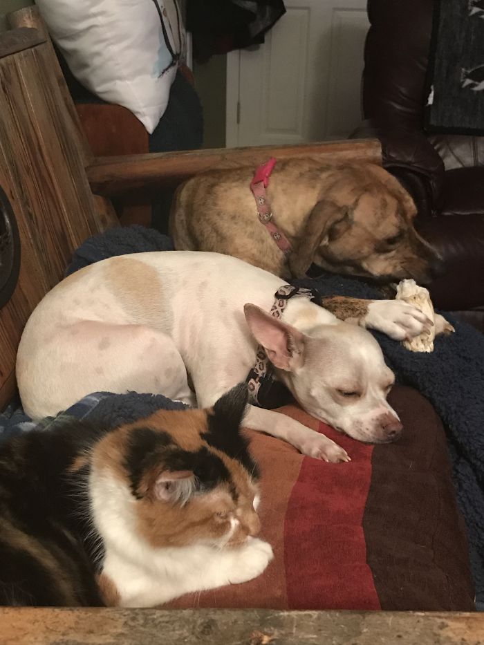 Pet Owners Who Have 3 Or More Pets, Share Your Pics With Us Pet Owners Who Have 3 Or More Pets, Share Your Pics With Us