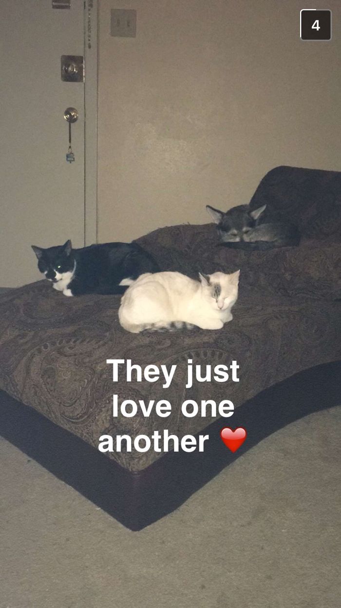 Pet Owners Who Have 3 Or More Pets, Share Your Pics With Us Pet Owners Who Have 3 Or More Pets, Share Your Pics With Us