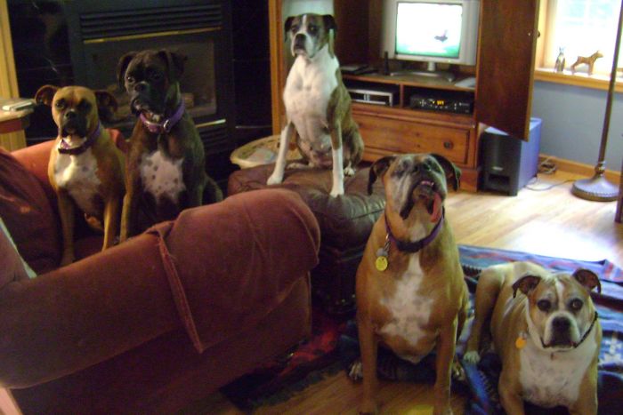 Pet Owners Who Have 3 Or More Pets, Share Your Pics With Us Pet Owners Who Have 3 Or More Pets, Share Your Pics With Us