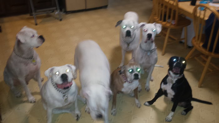 Pet Owners Who Have 3 Or More Pets, Share Your Pics With Us Pet Owners Who Have 3 Or More Pets, Share Your Pics With Us