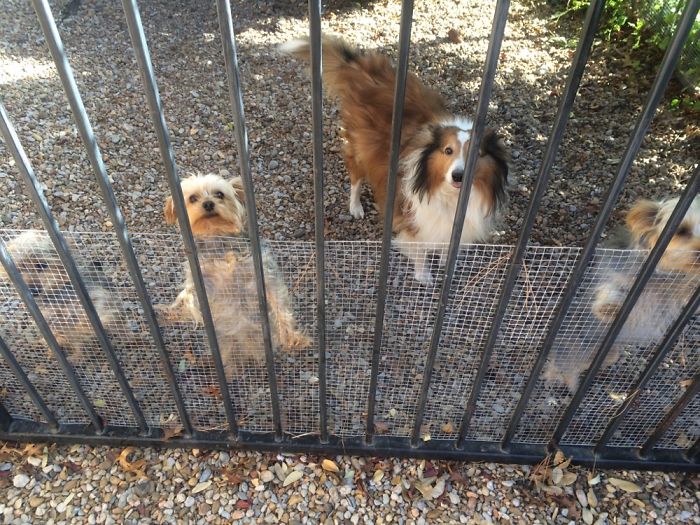 Pet Owners Who Have 3 Or More Pets, Share Your Pics With Us Pet Owners Who Have 3 Or More Pets, Share Your Pics With Us