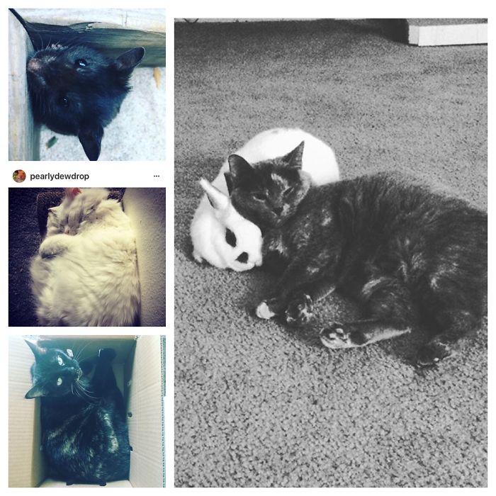 Pet Owners Who Have 3 Or More Pets, Share Your Pics With Us Pet Owners Who Have 3 Or More Pets, Share Your Pics With Us