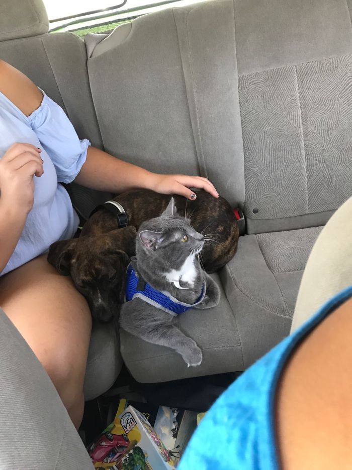 Pet Owners Who Have 3 Or More Pets, Share Your Pics With Us Pet Owners Who Have 3 Or More Pets, Share Your Pics With Us