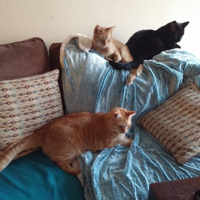 Pet Owners Who Have 3 Or More Pets, Share Your Pics With Us Pet Owners Who Have 3 Or More Pets, Share Your Pics With Us