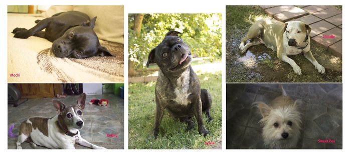 Pet Owners Who Have 3 Or More Pets, Share Your Pics With Us Pet Owners Who Have 3 Or More Pets, Share Your Pics With Us