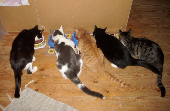 Pet Owners Who Have 3 Or More Pets, Share Your Pics With Us Pet Owners Who Have 3 Or More Pets, Share Your Pics With Us