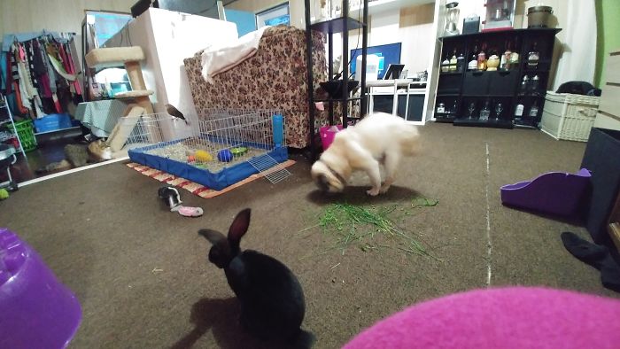 Pet Owners Who Have 3 Or More Pets, Share Your Pics With Us Pet Owners Who Have 3 Or More Pets, Share Your Pics With Us