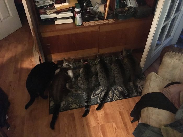 Pet Owners Who Have 3 Or More Pets, Share Your Pics With Us Pet Owners Who Have 3 Or More Pets, Share Your Pics With Us