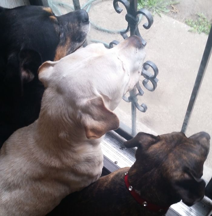 Pet Owners Who Have 3 Or More Pets, Share Your Pics With Us Pet Owners Who Have 3 Or More Pets, Share Your Pics With Us