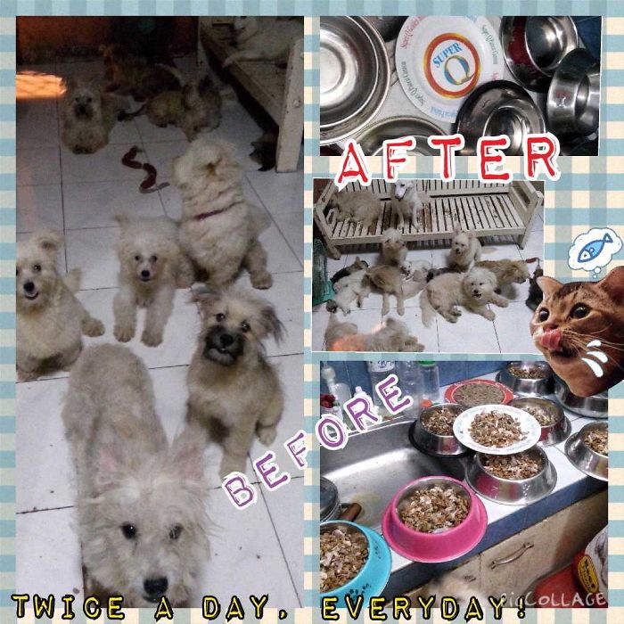 Pet Owners Who Have 3 Or More Pets, Share Your Pics With Us Pet Owners Who Have 3 Or More Pets, Share Your Pics With Us