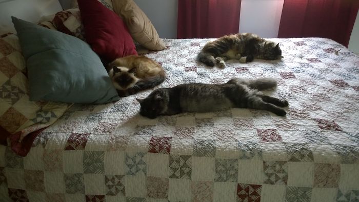 Pet Owners Who Have 3 Or More Pets, Share Your Pics With Us Pet Owners Who Have 3 Or More Pets, Share Your Pics With Us