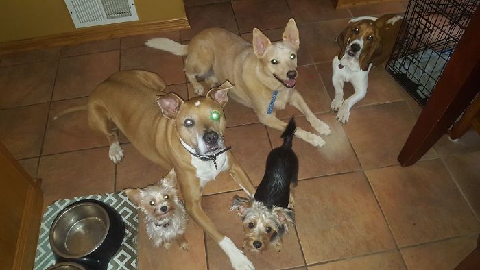 Pet Owners Who Have 3 Or More Pets, Share Your Pics With Us Pet Owners Who Have 3 Or More Pets, Share Your Pics With Us