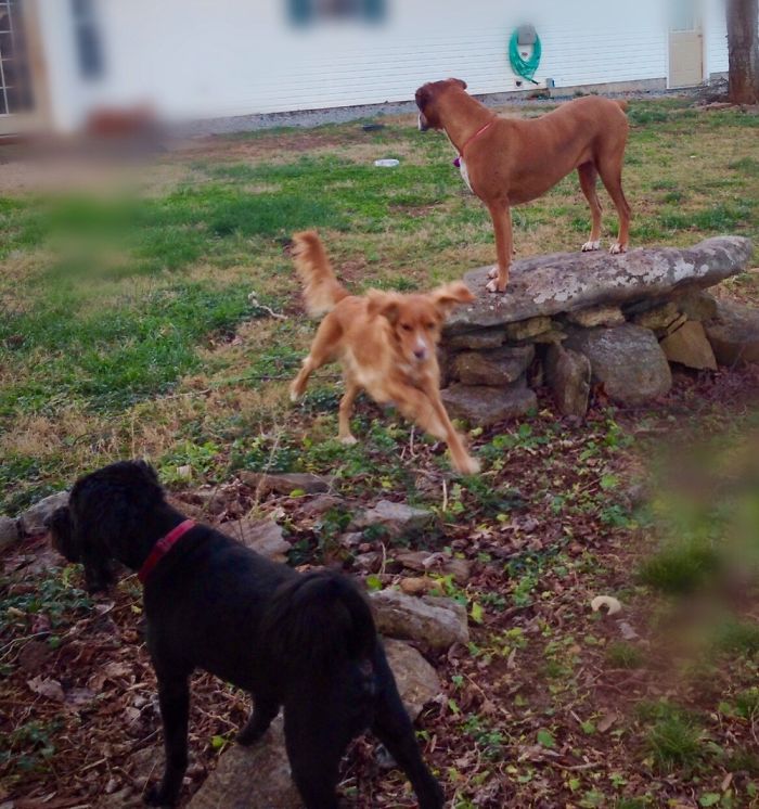 Pet Owners Who Have 3 Or More Pets, Share Your Pics With Us Pet Owners Who Have 3 Or More Pets, Share Your Pics With Us