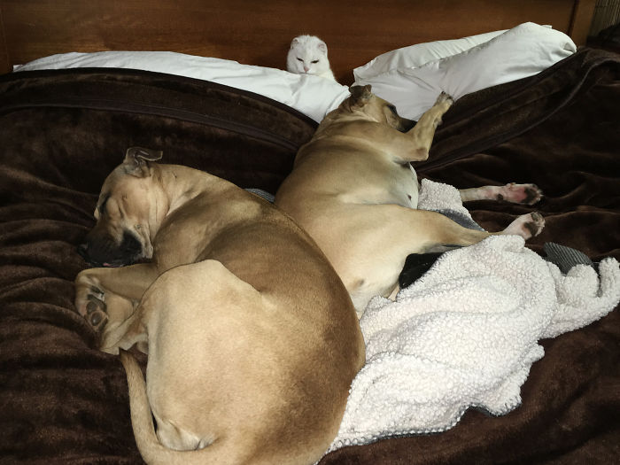 Pet Owners Who Have 3 Or More Pets, Share Your Pics With Us Pet Owners Who Have 3 Or More Pets, Share Your Pics With Us