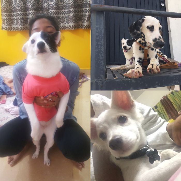 Pet Owners Who Have 3 Or More Pets, Share Your Pics With Us Pet Owners Who Have 3 Or More Pets, Share Your Pics With Us