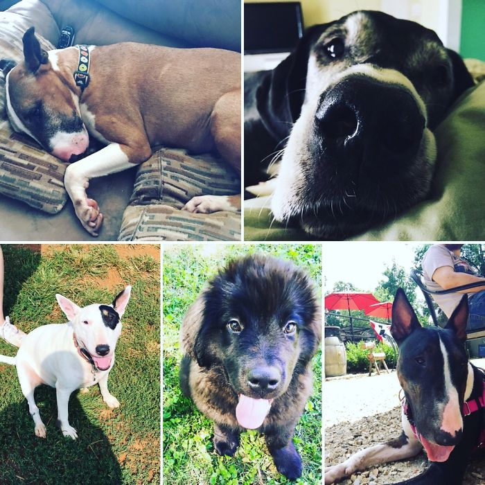 Pet Owners Who Have 3 Or More Pets, Share Your Pics With Us Pet Owners Who Have 3 Or More Pets, Share Your Pics With Us