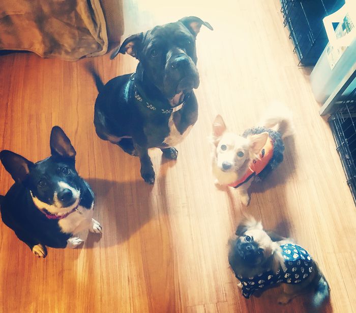 Pet Owners Who Have 3 Or More Pets, Share Your Pics With Us Pet Owners Who Have 3 Or More Pets, Share Your Pics With Us