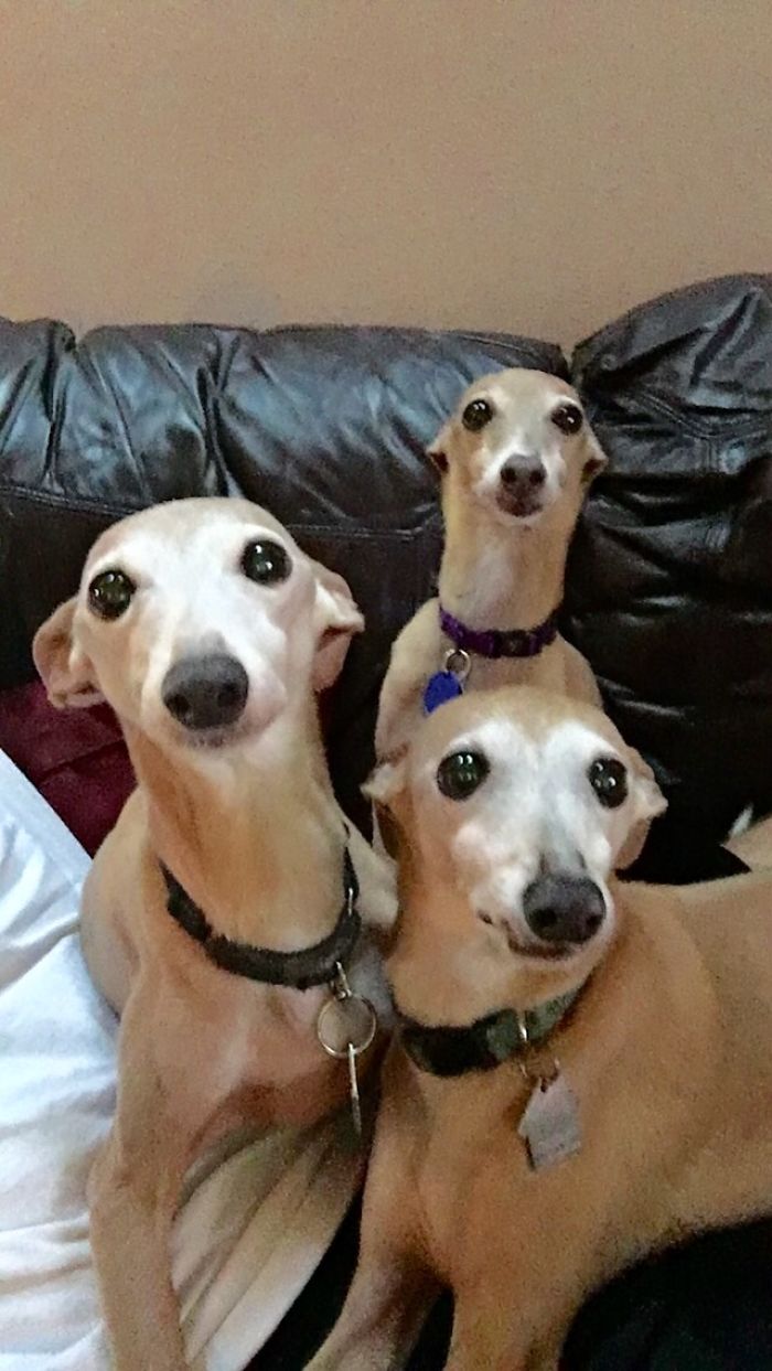 Pet Owners Who Have 3 Or More Pets, Share Your Pics With Us Pet Owners Who Have 3 Or More Pets, Share Your Pics With Us