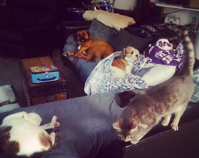 Pet Owners Who Have 3 Or More Pets, Share Your Pics With Us Pet Owners Who Have 3 Or More Pets, Share Your Pics With Us