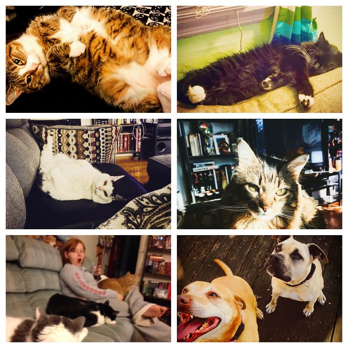 Pet Owners Who Have 3 Or More Pets, Share Your Pics With Us Pet Owners Who Have 3 Or More Pets, Share Your Pics With Us