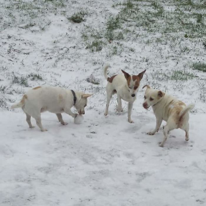 Pet Owners Who Have 3 Or More Pets, Share Your Pics With Us Pet Owners Who Have 3 Or More Pets, Share Your Pics With Us