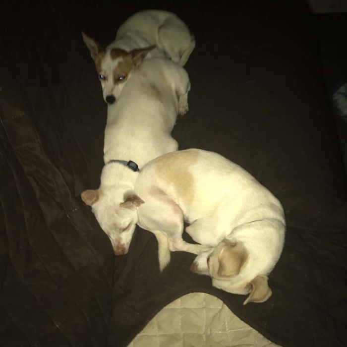 Pet Owners Who Have 3 Or More Pets, Share Your Pics With Us Pet Owners Who Have 3 Or More Pets, Share Your Pics With Us