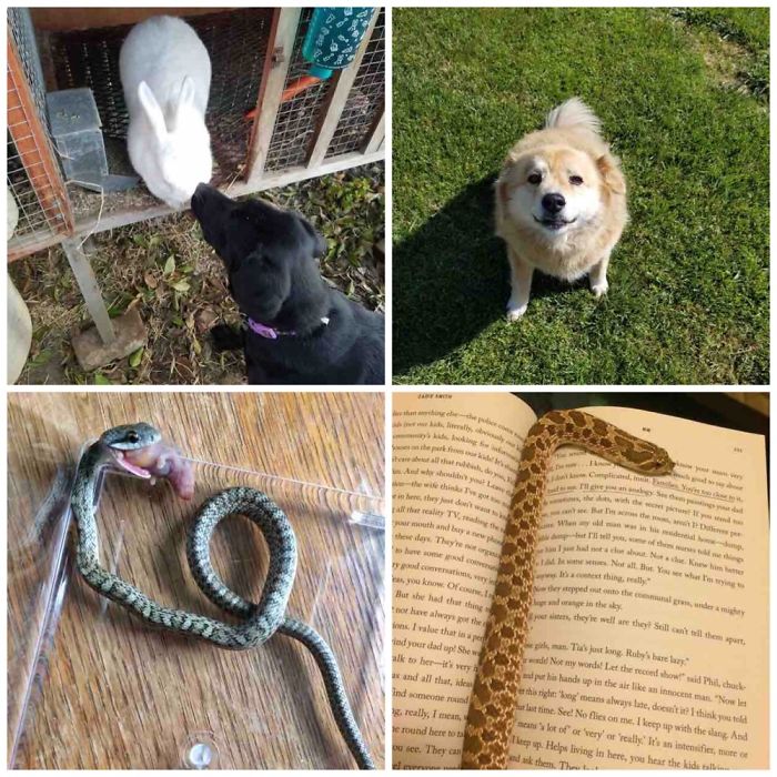 Pet Owners Who Have 3 Or More Pets, Share Your Pics With Us Pet Owners Who Have 3 Or More Pets, Share Your Pics With Us