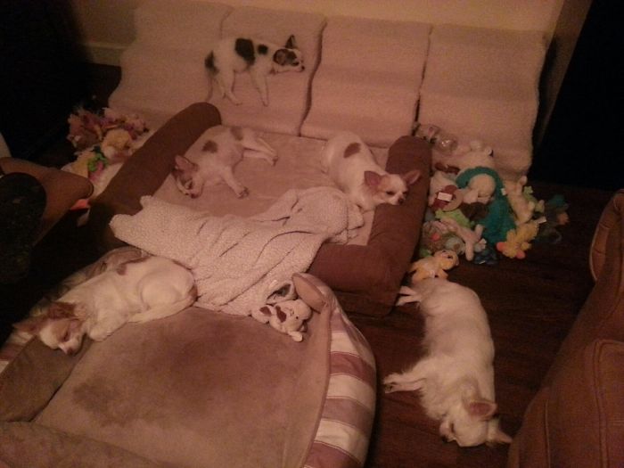 Pet Owners Who Have 3 Or More Pets, Share Your Pics With Us Pet Owners Who Have 3 Or More Pets, Share Your Pics With Us