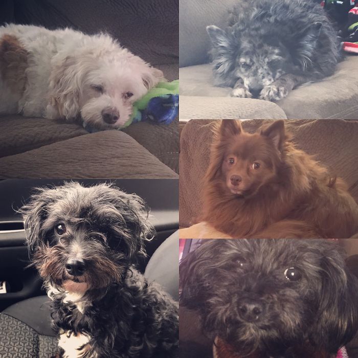 Pet Owners Who Have 3 Or More Pets, Share Your Pics With Us Pet Owners Who Have 3 Or More Pets, Share Your Pics With Us