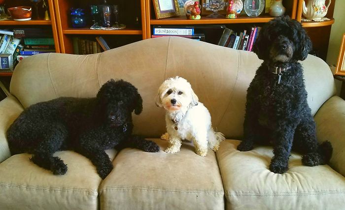 Pet Owners Who Have 3 Or More Pets, Share Your Pics With Us Pet Owners Who Have 3 Or More Pets, Share Your Pics With Us