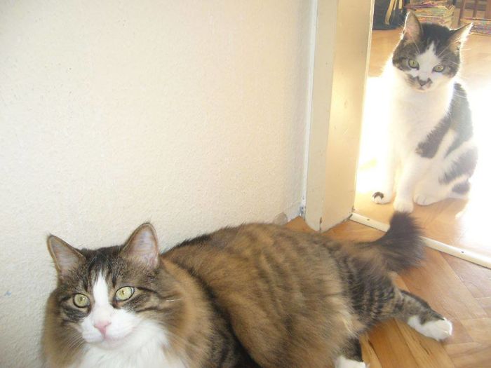 Pet Owners Who Have 3 Or More Pets, Share Your Pics With Us Pet Owners Who Have 3 Or More Pets, Share Your Pics With Us