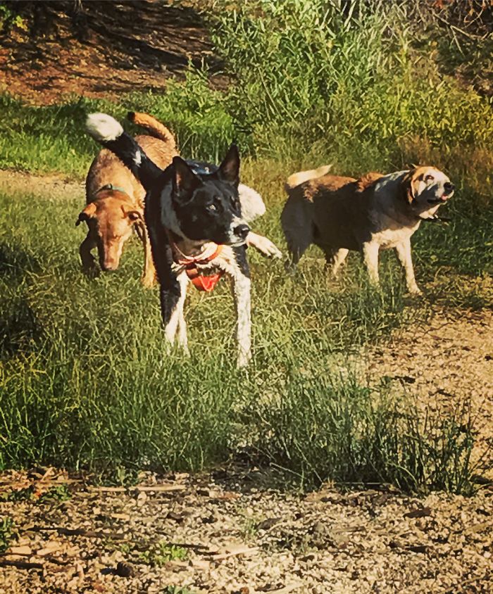 Pet Owners Who Have 3 Or More Pets, Share Your Pics With Us Pet Owners Who Have 3 Or More Pets, Share Your Pics With Us