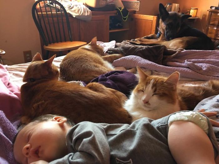 Pet Owners Who Have 3 Or More Pets, Share Your Pics With Us Pet Owners Who Have 3 Or More Pets, Share Your Pics With Us