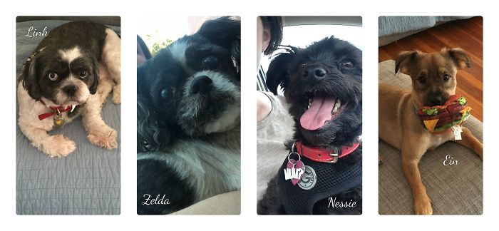 Pet Owners Who Have 3 Or More Pets, Share Your Pics With Us Pet Owners Who Have 3 Or More Pets, Share Your Pics With Us