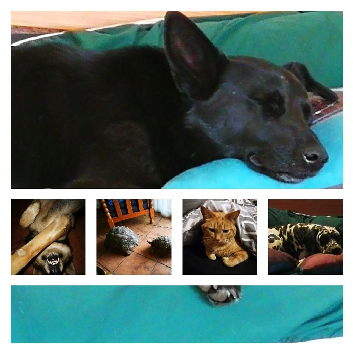 Pet Owners Who Have 3 Or More Pets, Share Your Pics With Us Pet Owners Who Have 3 Or More Pets, Share Your Pics With Us