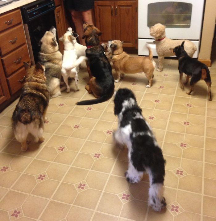 Pet Owners Who Have 3 Or More Pets, Share Your Pics With Us Pet Owners Who Have 3 Or More Pets, Share Your Pics With Us