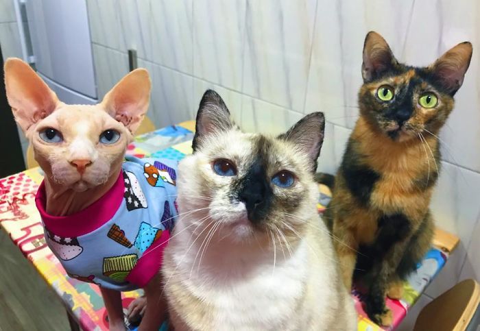 Pet Owners Who Have 3 Or More Pets, Share Your Pics With Us Pet Owners Who Have 3 Or More Pets, Share Your Pics With Us