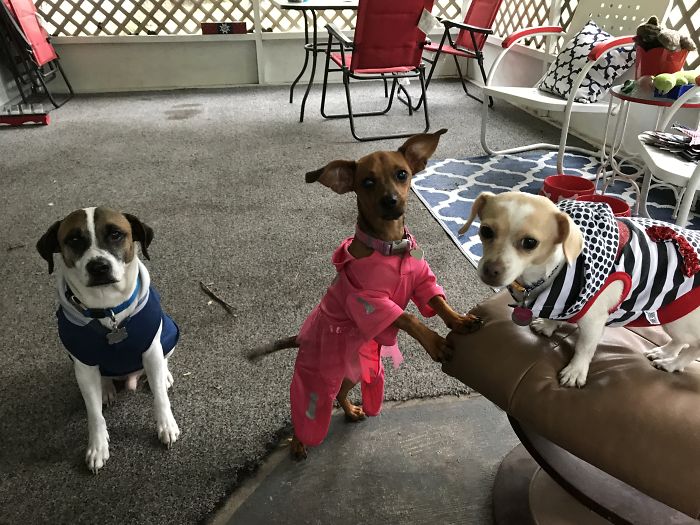 Pet Owners Who Have 3 Or More Pets, Share Your Pics With Us Pet Owners Who Have 3 Or More Pets, Share Your Pics With Us